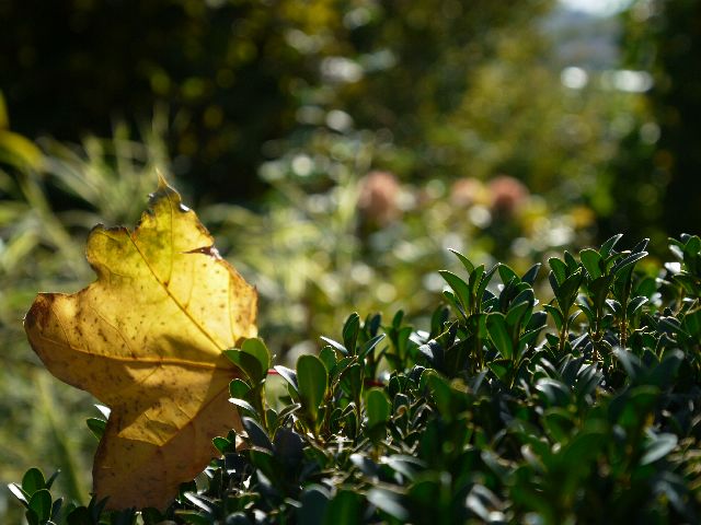 Garten Wst Frickenhausen