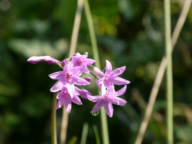 Garten Wst Frickenhausen