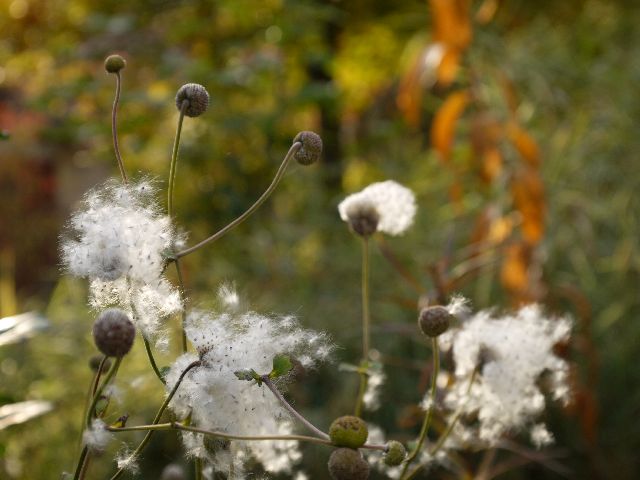 Garten Wst Frickenhausen